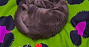 Brume a rejoint le concours — aidez-le/la à gagner de superbes lots ! cat, tabby_cat, sleeping, curled_up, nap, pet, feline, gray_fur, striped_fur, closed_eyes, whiskers, ears, tail, paws, blanket, colorful, patterned, indoor, cozy, text