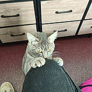 Brume participe au concours pour gagner de l'argent avec cette photo : cat, kitten, gray_cat, pet, animal, feline, golden_eyes, claws, paws, whiskers, indoors, carpet, dresser, furniture, knee, person, pants, sneaker, playful, climbing