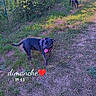 Bulldozia participe au concours pour gagner de l'argent avec cette photo : dog, dogs, black_dog, pet, animal, tongue_out, collar, harness, outdoor, garden, grass, vegetation, path, backyard, daylight, standing, happy, playful, portrait, text_overlay