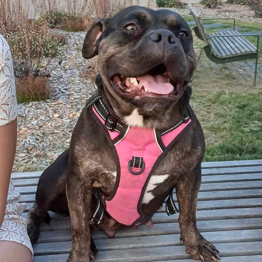 Bulldozia participe au concours pour gagner de l'argent avec cette photo : dog, pet, brindle, sitting, smiling, open_mouth, tongue, teeth, harness, pink_harness, bench, outdoor, garden, courtyard, grass, plants, shrubs, stone, portrait, happy