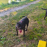 Bulldozia participe au concours pour gagner de l'argent avec cette photo : dog, dogs, black_dog, lakeside, outdoors, park, grass, walking_path, lake, water, trees, nature, sunlight, summer, pet, collar, harness, panting, tongue_out, yellow_bench