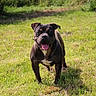 Bulldozia participe au concours pour gagner de l'argent avec cette photo : dog, bulldog, pet, animal, outdoor, grass, field, park, nature, trees, greenery, standing, panting, tongue, happy, brown, black, white_chest, short_hair, portrait
