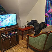 Undread a rejoint le concours — aidez-le/la à gagner de superbes lots ! dog, dogs, black_dog, indoor, living_room, armchair, television, tv, furniture, mural, mushrooms, colorful, home, interior, wood_floor, vintage, chair, blanket, electronics, pets