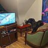 dog, dogs, black_dog, indoor, living_room, armchair, television, tv, furniture, mural, mushrooms, colorful, home, interior, wood_floor, vintage, chair, blanket, electronics, pets