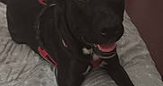 Undread participe au concours pour gagner de l'argent avec cette photo : dog, black_dog, pet, animal, lying_down, bed, bedroom, blanket, bedding, tongue, open_mouth, collar, harness, happy, playful, portrait, indoor, home, dresser, furniture