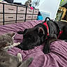 Undread a rejoint le concours — aidez-le/la à gagner de superbes lots ! dog, cat, kitten, black_dog, gray_cat, animals, pets, bed, bedroom, purple_blanket, red_harness, sleeping, lying_down, playful, cuddling, nose_to_nose, fluffy, home, dresser, cozy