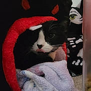 Mittsu is registered to the contest to win money with this photo: animal, black_and_white, blanket, carpet, cat, close_up, cozy, cute, devil_horns, feline, green_eye, home, indoor, pet, pet_bed, plush_toy, resting, skeleton, soft_texture, tuxedo_cat