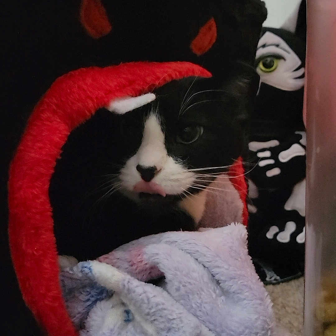 Mittsu is registered to the contest to win money with this photo: animal, black_and_white, blanket, carpet, cat, close_up, cozy, cute, devil_horns, feline, green_eye, home, indoor, pet, pet_bed, plush_toy, resting, skeleton, soft_texture, tuxedo_cat