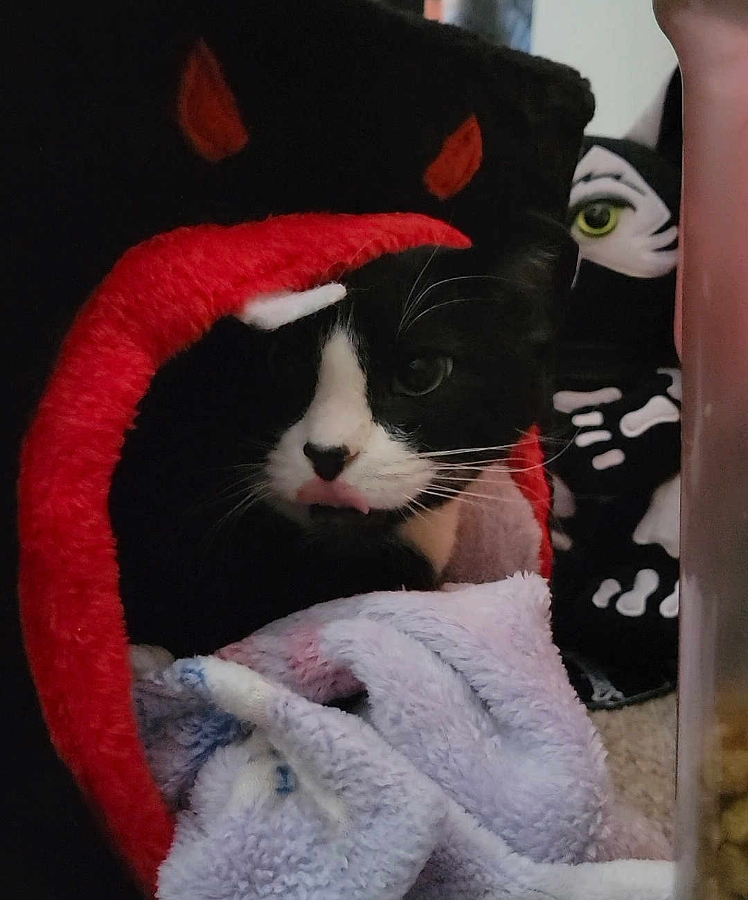 Mittsu is registered to the contest to win money with this photo: animal, black_and_white, blanket, carpet, cat, close_up, cozy, cute, devil_horns, feline, green_eye, home, indoor, pet, pet_bed, plush_toy, resting, skeleton, soft_texture, tuxedo_cat