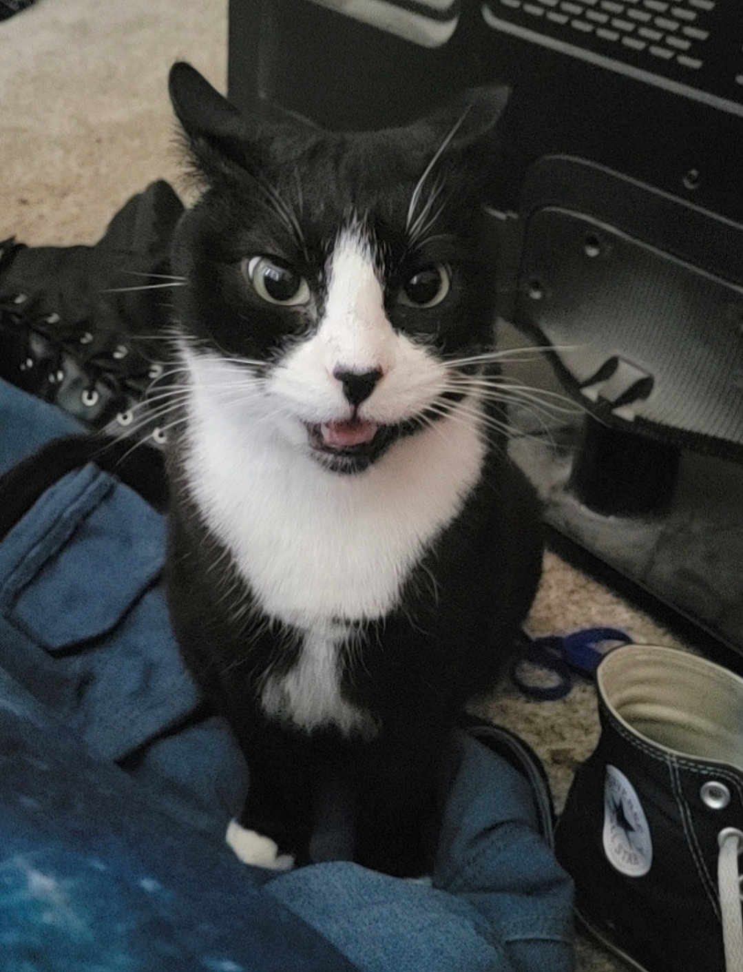 Mittsu joined the competition — help win amazing prizes! cat, tuxedo_cat, pet, indoor, black_and_white, clothing, shoe, floor, carpet, whiskers, animal, feline, sitting, close_up, cute, expression, indoor_lighting, domestic, background_objects, playful