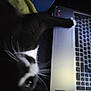 Mittsu joined the competition — help win amazing prizes! cat, black_and_white, paw, laptop, keyboard, close_up, indoor, dim_light, pet, curious, whiskers, computer, technology, feline, home, animal, dark, soft, blur, cozy
