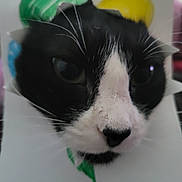 Mittsu is registered to the contest to win money with this photo: cat, black_and_white, close_up, whiskers, paper_crown, curious, pet, animal, face, feline, indoor, soft_lighting, blurred_background, portrait, cute, domestic_cat, whiskers_visible, head, black_nose, white_fur