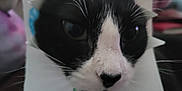 Mittsu is registered to the contest to win money with this photo: animal, black_and_white, black_nose, blurred_background, cat, close_up, curious, cute, domestic_cat, face, feline, head, indoor, paper_crown, pet, portrait, soft_lighting, whiskers, whiskers_visible, white_fur