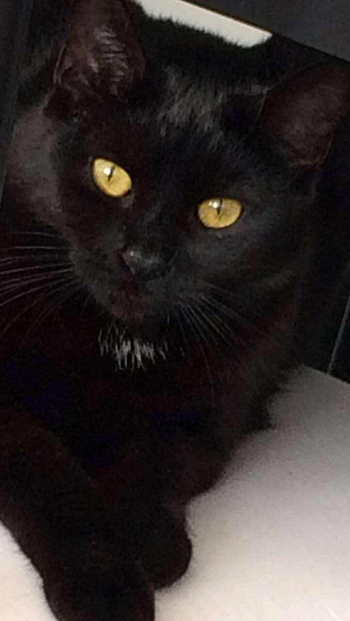 Moka a rejoint le concours — aidez-le/la à gagner de superbes lots ! black_cat, bombay, carnivore, cat, domestic_short_haired_cat, eye, felidae, fur, small_to_medium_sized_cats, snout, terrestrial_animal, whiskers