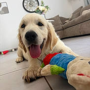 Heros participe au concours pour gagner de l'argent avec cette photo : golden_retriever, puppy, dog, tongue_out, plush_toy, indoor, living_room, sofa, clock, flowers, tile_floor, pet, cute, playful, smiling, animal, young_dog, fur, home, cozy