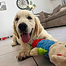 Heros a rejoint le concours — aidez-le/la à gagner de superbes lots ! dog, puppy, golden_retriever, tongue_out, playful, toy, plush_toy, floor, tile_floor, indoor, living_room, couch, clock, flower_vase, home_decor, pet, cute, smiling, animal, canine