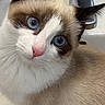 cat, blue_eyes, pink_nose, bathroom_sink, faucet, tile_wall, curious, close_up, pet, animal, fur, whiskers, domestic_cat, indoor, portrait, looking_up, cute, small, white_paws, head_tilt