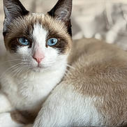 Belle a rejoint le concours — aidez-le/la à gagner de superbes lots ! cat, siamese_cat, blue_eyes, close_up, pet, animal, feline, fur, whiskers, ear, pink_nose, relaxed, indoor, blanket, soft, portrait, cute, domestic_cat, resting, focused