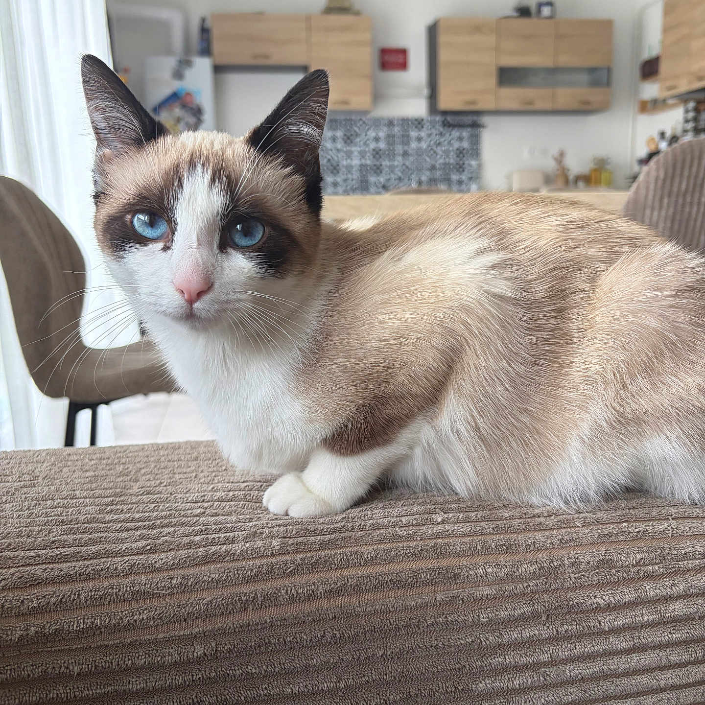 Belle