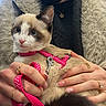 cat, pet, leash, harness, person, hands, rings, coat, furry, blue_eyes, indoor, close_up, cute, animal, domestic_animal, portrait, holding, fashion, accessory, warm