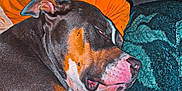 Izis participe au concours pour gagner de l'argent avec cette photo : animal, blanket, canine, comfort, cozy, dog, domestic, ears, floor, fur, home, indoor, nose, orange_pillow, paw, pet, relaxed, resting, sleeping, tile