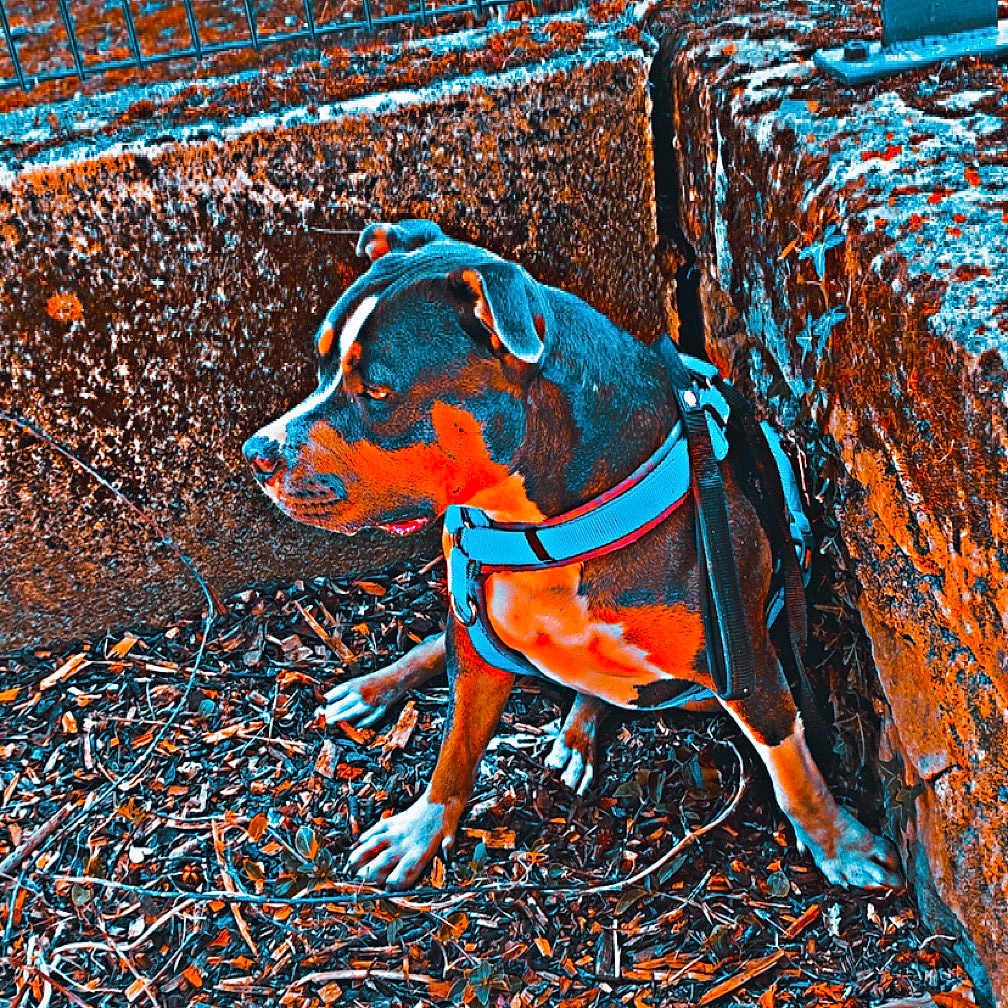 Izis participe au concours pour gagner de l'argent avec cette photo : animal, calm, canine, color_filter, corner, dog, fence, ground, harness, metal, nature, outdoor, pebbles, pet, quiet, resting, sitting, stone, texture, wood_chips