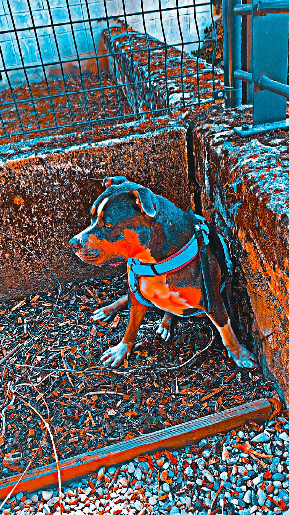 Izis