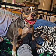 Izis a rejoint le concours — aidez-le/la à gagner de superbes lots ! dog, pet, smiling, indoor, bed, blanket, person, legs, socks, jeans, furniture, kitchen, cabinet, household, happy, canine, animal, cozy, resting, domestic