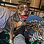 dog, pet, smiling, indoor, bed, blanket, person, legs, socks, jeans, furniture, kitchen, cabinet, household, happy, canine, animal, cozy, resting, domestic