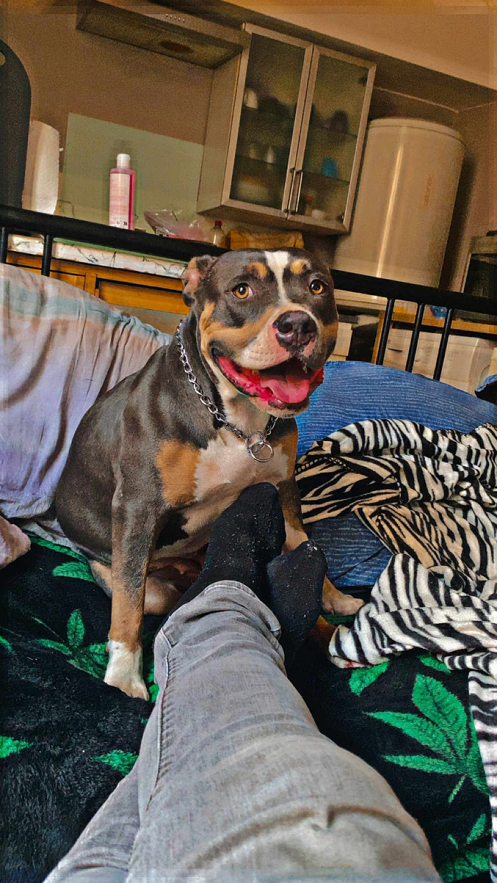 Izis a rejoint le concours — aidez-le/la à gagner de superbes lots ! dog, pet, smiling, indoor, bed, blanket, person, legs, socks, jeans, furniture, kitchen, cabinet, household, happy, canine, animal, cozy, resting, domestic