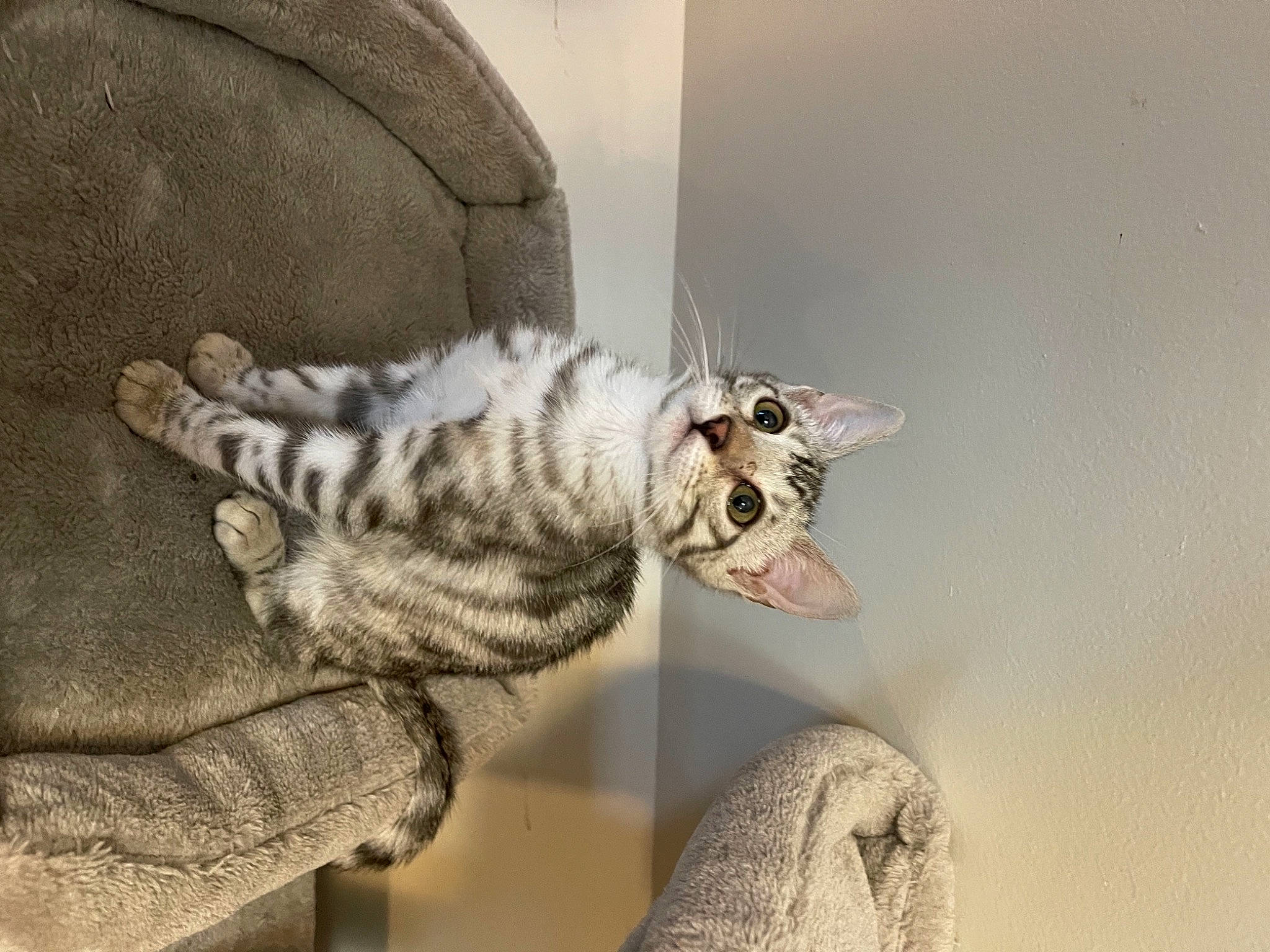 Knight joined the competition — help win amazing prizes! carnivore, cat, comfort, couch, domestic_short_haired_cat, eyewear, felidae, fur, glasses, grey, human_body, mammal, military_camouflage, paw, small_to_medium_sized_cats, snout, tail, vertebrate, whiskers, wood