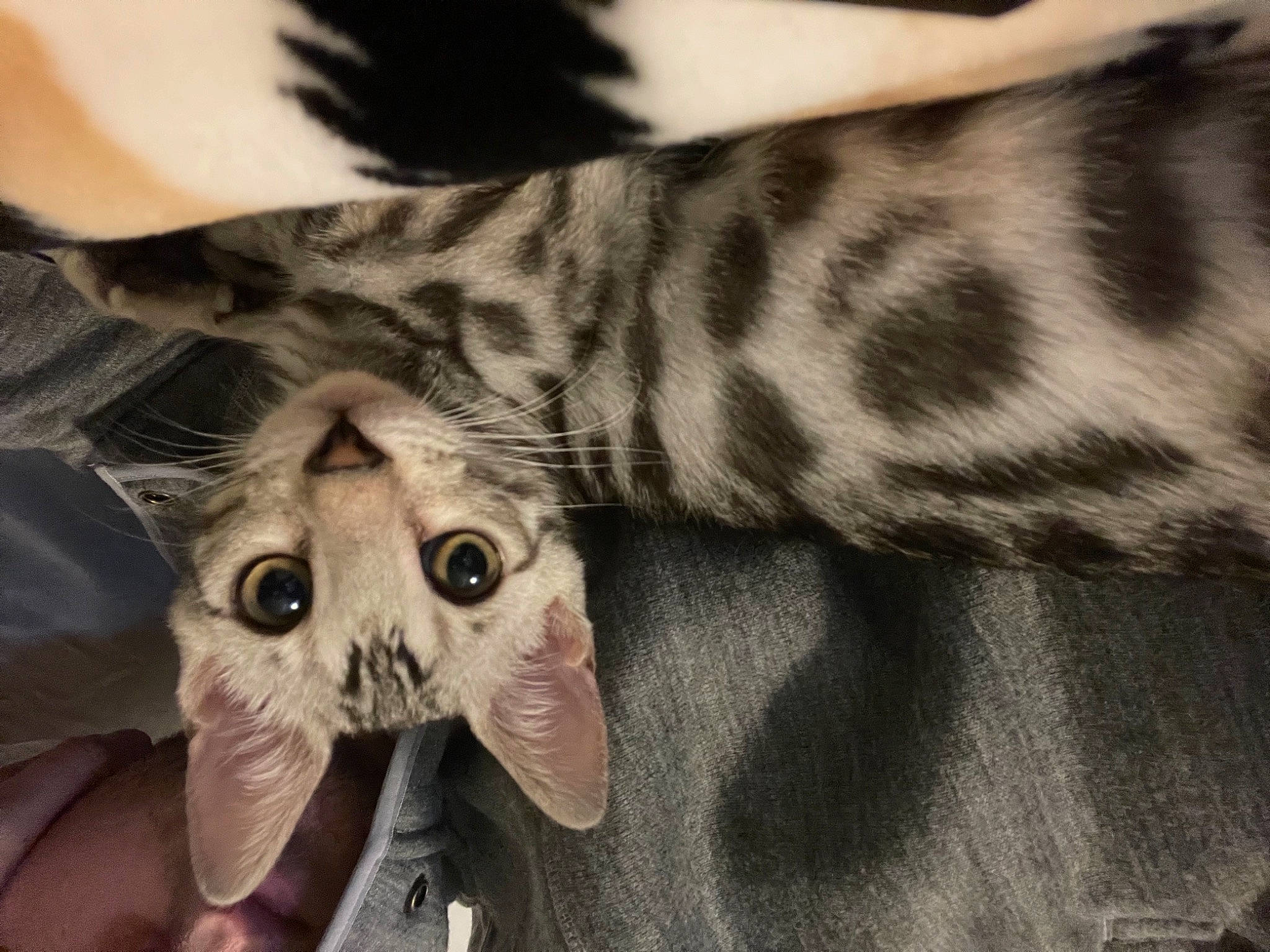 Knight joined the competition — help win amazing prizes! bone, canidae, carnivore, dog_breed, dress, eye, fawn, felidae, foot, fur, grey, jaw, leg, nail, paw, skull, sleeve, small_to_medium_sized_cats, snout, whiskers