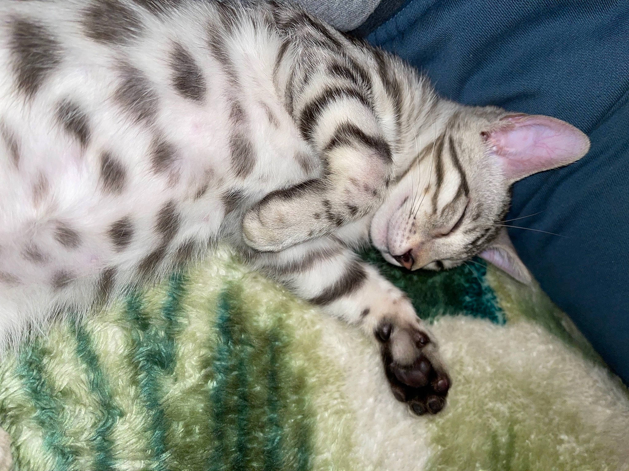 Knight is registered to the contest to win money with this photo: carnivore, cat, claw, comfort, domestic_short_haired_cat, fawn, felidae, fur, grass, mammal, organism, pattern, paw, small_to_medium_sized_cats, snout, tail, terrestrial_animal, vertebrate, whiskers, wildlife