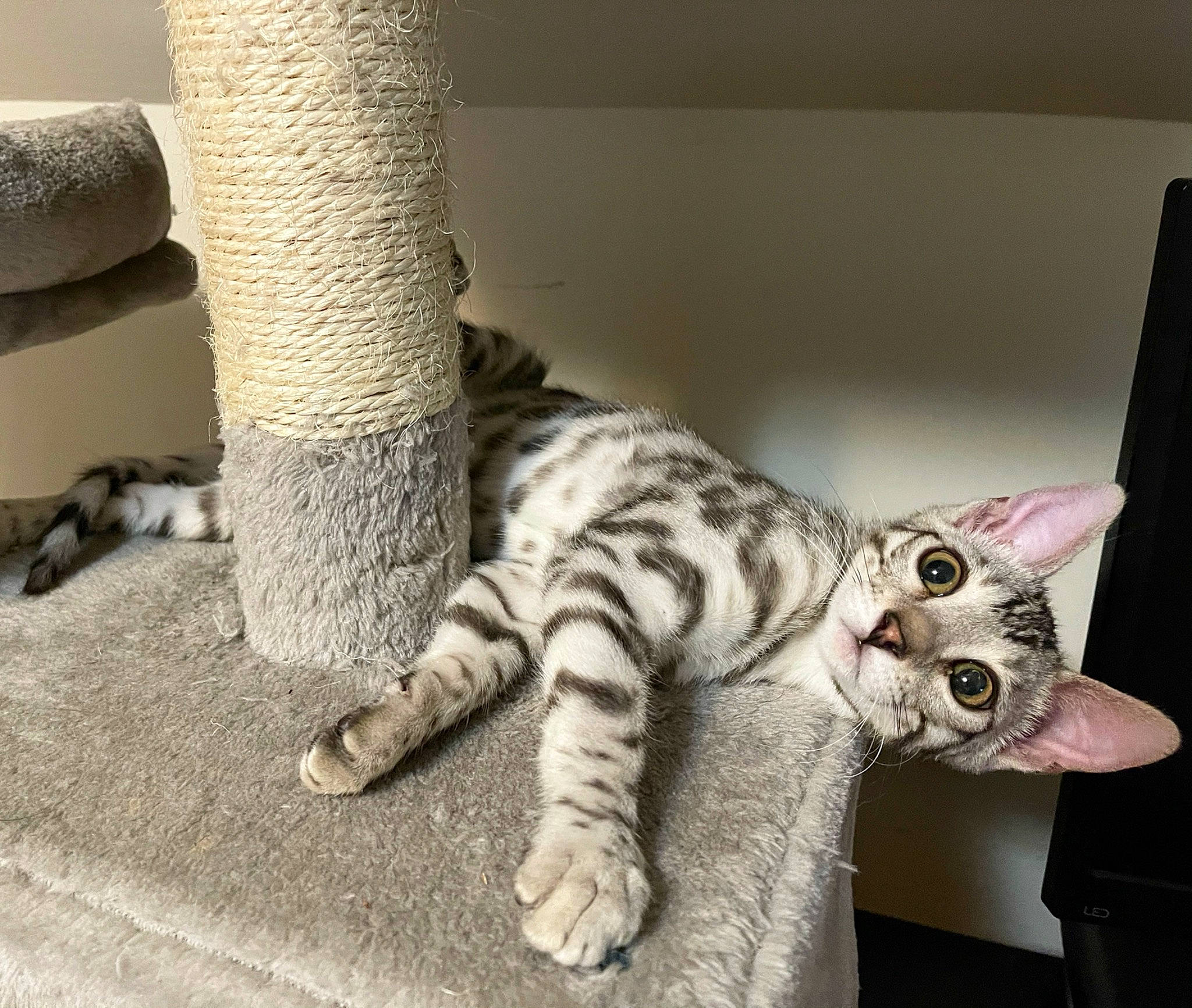 Knight joined the competition — help win amazing prizes! carnivore, cat, claw, comfort, domestic_short_haired_cat, felidae, foot, fur, grey, nap, paw, small_to_medium_sized_cats, snout, tail, terrestrial_animal, trunk, whiskers, wood