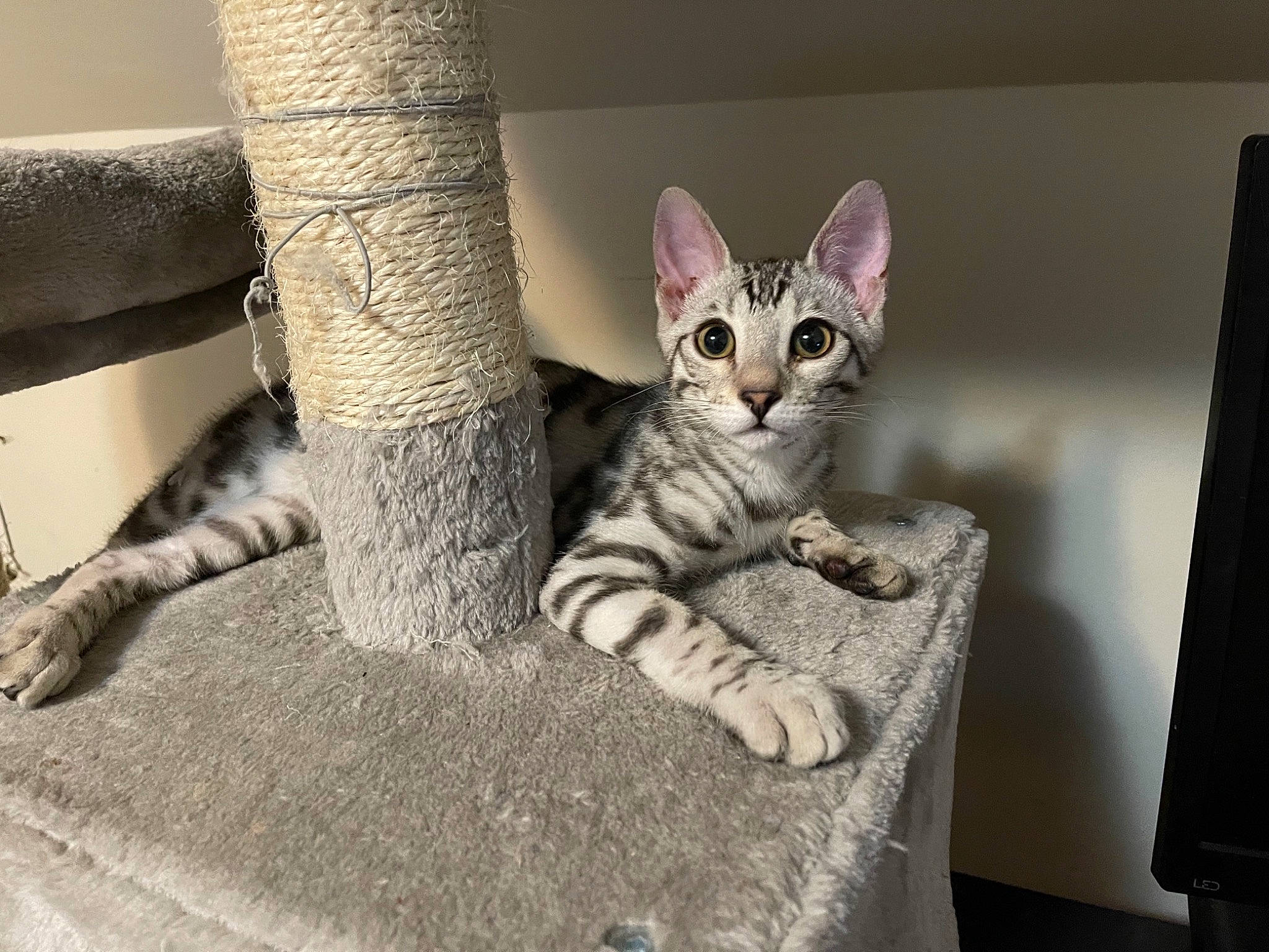 Knight joined the competition — help win amazing prizes! carnivore, cat, claw, comfort, couch, domestic_short_haired_cat, felidae, flooring, foot, fur, grey, linens, paw, room, sitting, small_to_medium_sized_cats, snout, tail, whiskers, wood