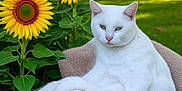 Mamas is registered to the contest to win money with this photo: animal, cat, cute, domestic_cat, flower, flower_garden, fluffy, garden, greenery, leaves, nature, outdoor, pet, plant, relaxed, resting, summer, sunflowers, sunlight, white_cat