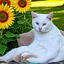 animal, cat, cute, domestic_cat, flower, flower_garden, fluffy, garden, greenery, leaves, nature, outdoor, pet, plant, relaxed, resting, summer, sunflowers, sunlight, white_cat