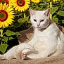 Mamas joined the competition — help win amazing prizes! animal, bright, cat, flowers, fluffy, fur, garden, green_leaves, nature, outdoor, pet, plant, relaxed, resting, sitting, summer, sunflowers, texture, white_cat, yellow