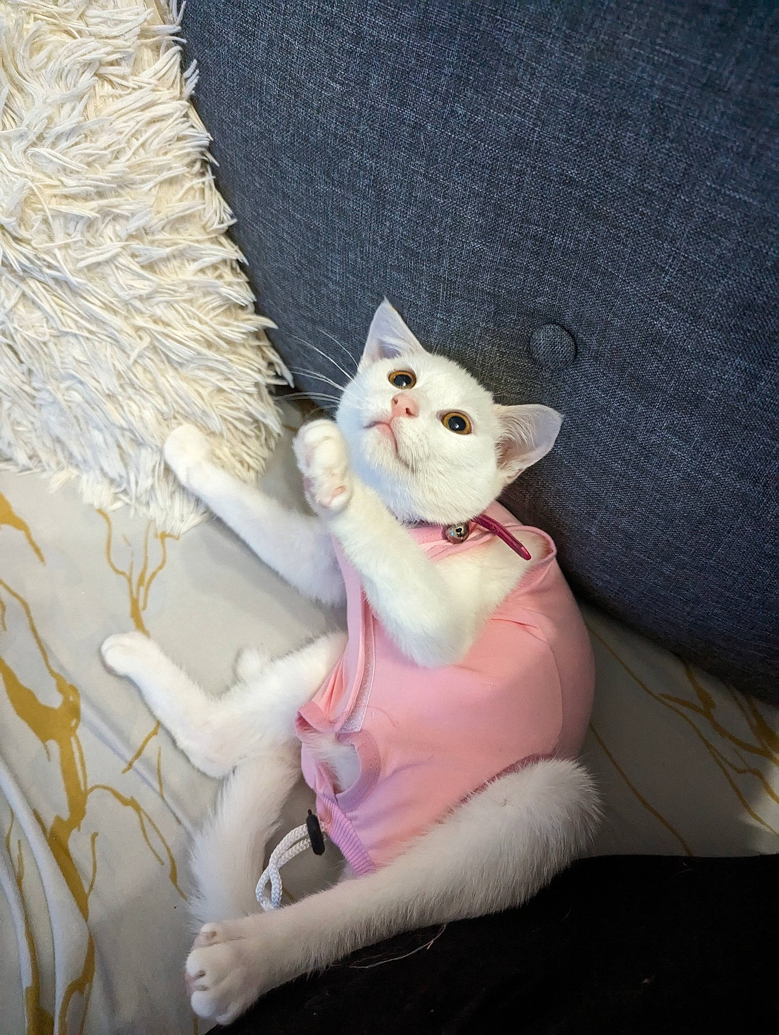 Duchesses a rejoint le concours — aidez-le/la à gagner de superbes lots ! art, carnivore, cat, comfort, companion_dog, domestic_short_haired_cat, fashion_accessory, fawn, felidae, foot, fur, paw, sitting, small_to_medium_sized_cats, stuffed_toy, tail, teddy_bear, textile, toy, whiskers