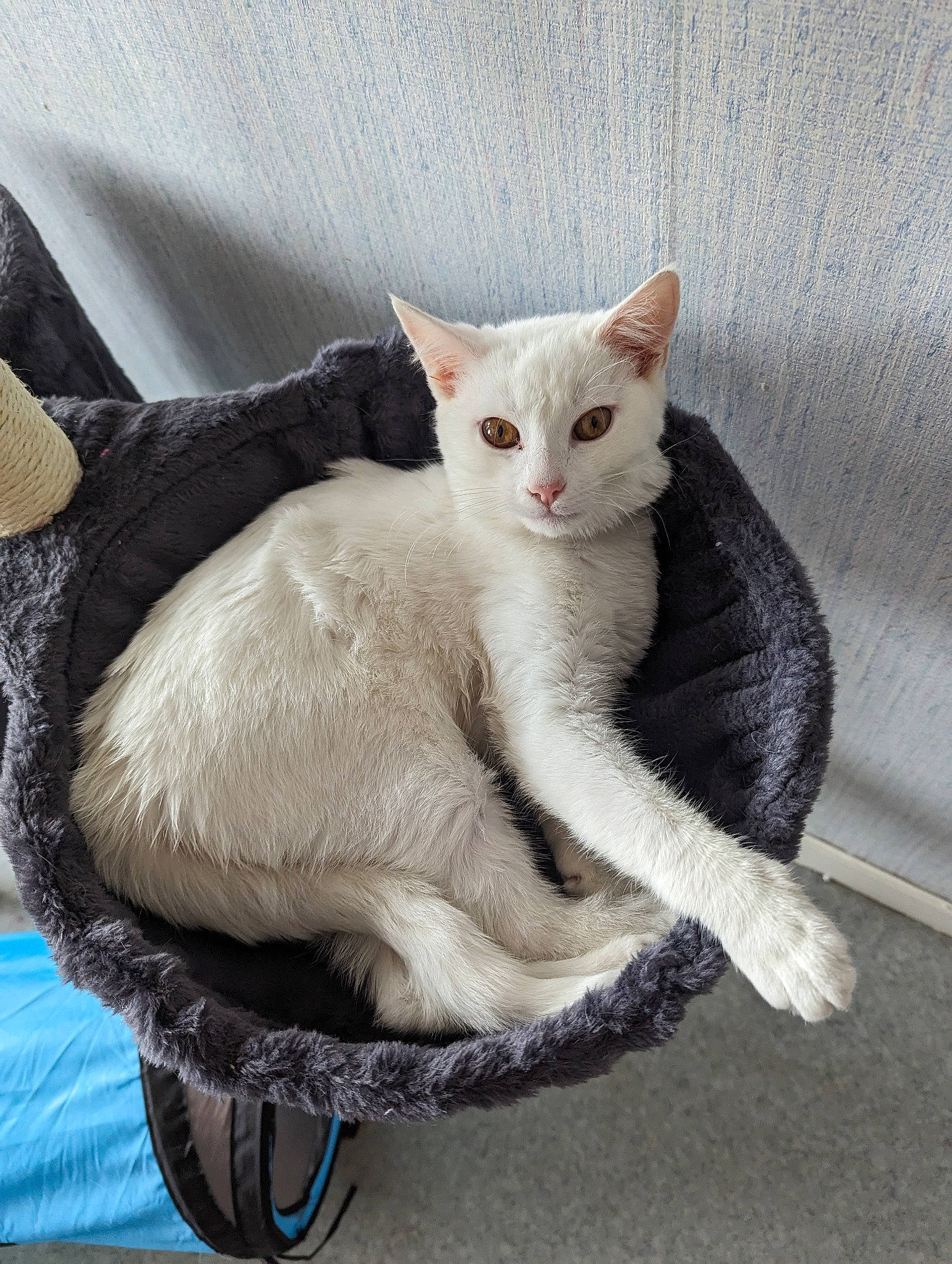 Duchesses a rejoint le concours — aidez-le/la à gagner de superbes lots ! carnivore, cat, cat_supply, claw, collar, comfort, domestic_short_haired_cat, felidae, fur, paw, sitting, small_to_medium_sized_cats, tail, whiskers, window