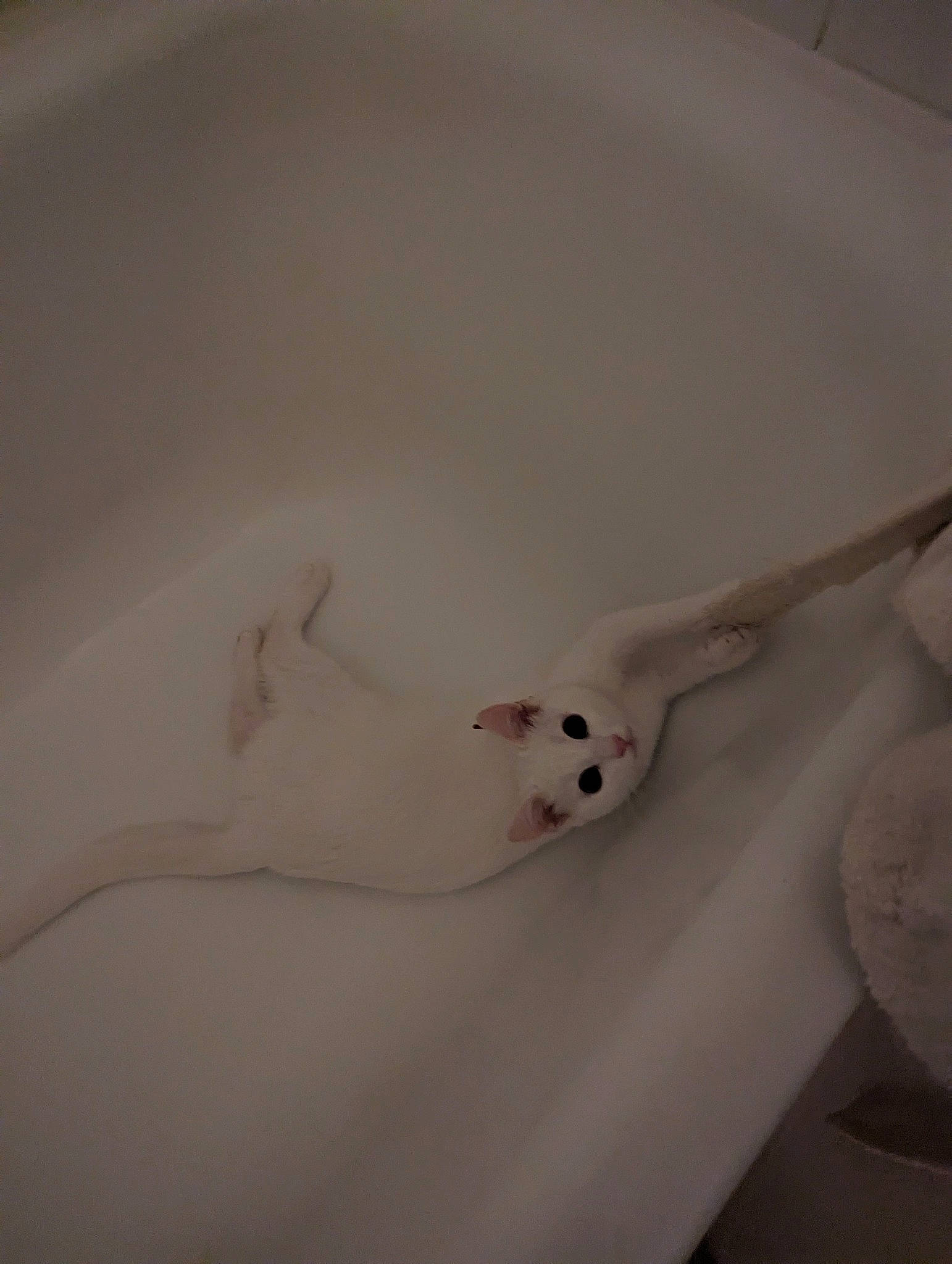 Duchesses a rejoint le concours — aidez-le/la à gagner de superbes lots ! canidae, carnivore, cat, comfort, fawn, felidae, non_sporting_group, paw, room, small_to_medium_sized_cats, snout, tail, terrestrial_animal, whiskers