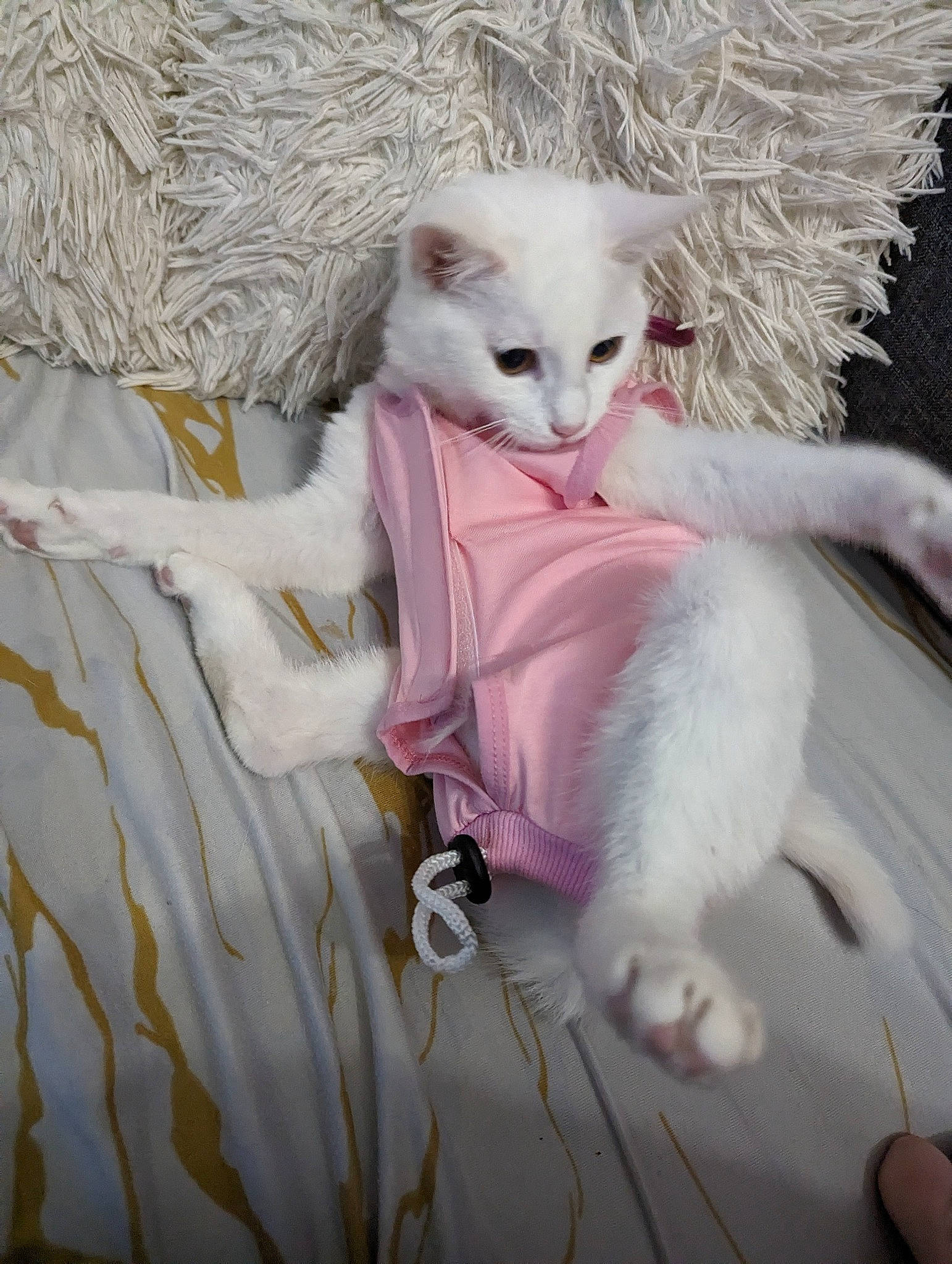 Duchesses a rejoint le concours — aidez-le/la à gagner de superbes lots ! carnivore, cat, chair, claw, companion_dog, eyelash, fawn, feather, felidae, fur, paw, plant, small_to_medium_sized_cats, tail, toy, whiskers, white