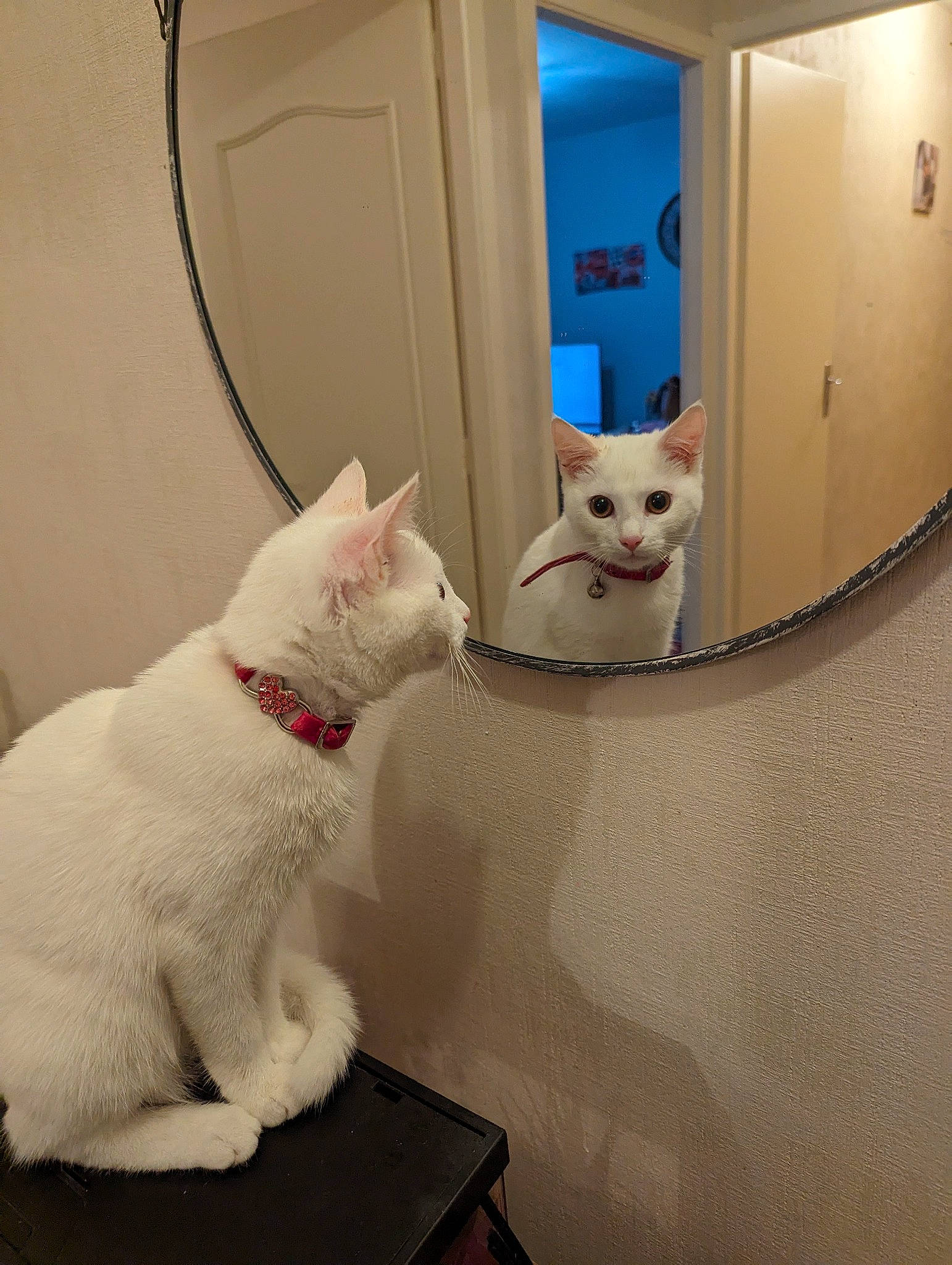 Duchesses a rejoint le concours — aidez-le/la à gagner de superbes lots ! carnivore, cat, comfort, domestic_short_haired_cat, door, fawn, felidae, flooring, fur, mammal, paw, pet_supply, room, small_to_medium_sized_cats, tail, vertebrate, whiskers, wood