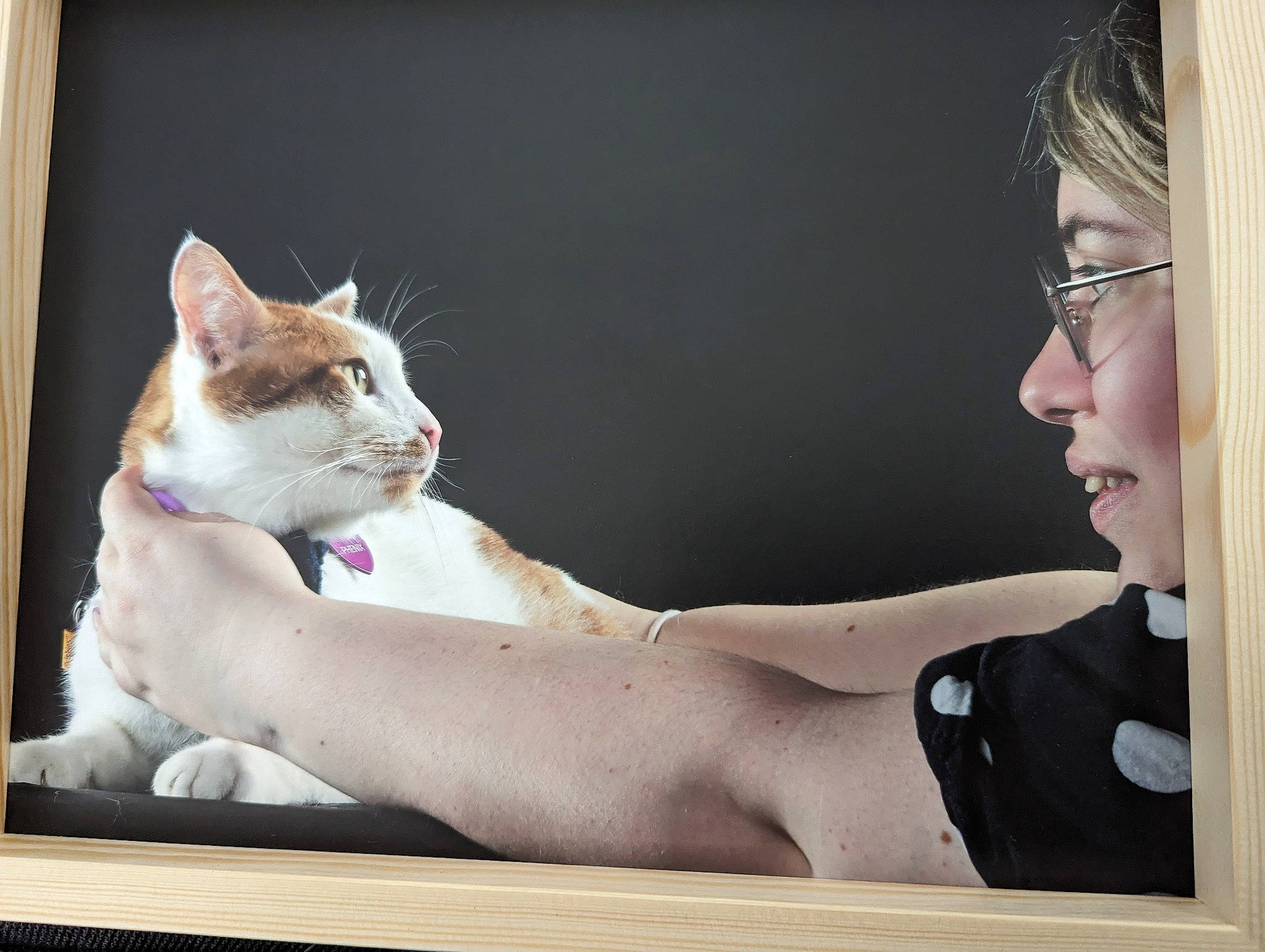 Phénix a rejoint le concours — aidez-le/la à gagner de superbes lots ! carnivore, cat, comfort, domestic_short_haired_cat, elbow, eyelash, eyewear, fawn, felidae, fur, gesture, glasses, human_leg, jaw, paw, photo_caption, sitting, small_to_medium_sized_cats, vision_care, whiskers