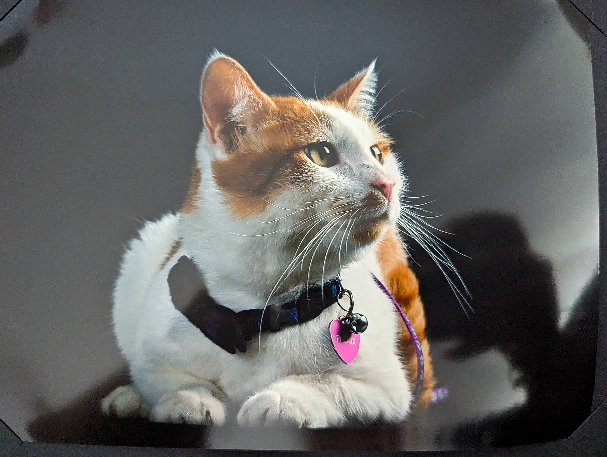 Phénix participe au concours pour gagner de l'argent avec cette photo : automotive_mirror, carnivore, cat, claw, collar, display_device, domestic_short_haired_cat, fawn, felidae, fur, gesture, paw, photo_caption, sitting, small_to_medium_sized_cats, snout, tail, whiskers, window, windshield