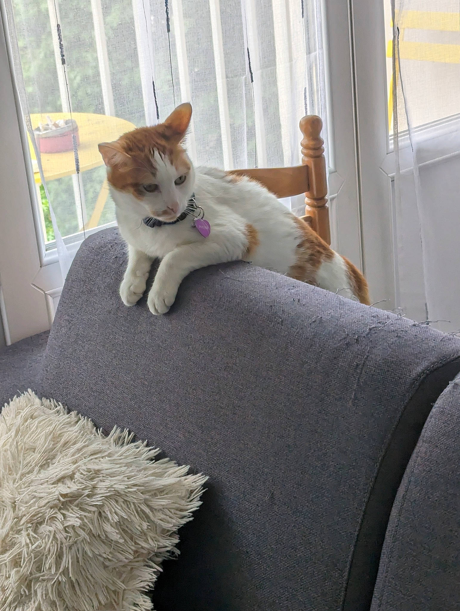 Phénix a rejoint le concours — aidez-le/la à gagner de superbes lots ! carnivore, cat, comfort, couch, domestic_short_haired_cat, fawn, felidae, flooring, fur, grey, linens, mammal, small_to_medium_sized_cats, snout, tail, textile, vertebrate, whiskers, window, wood