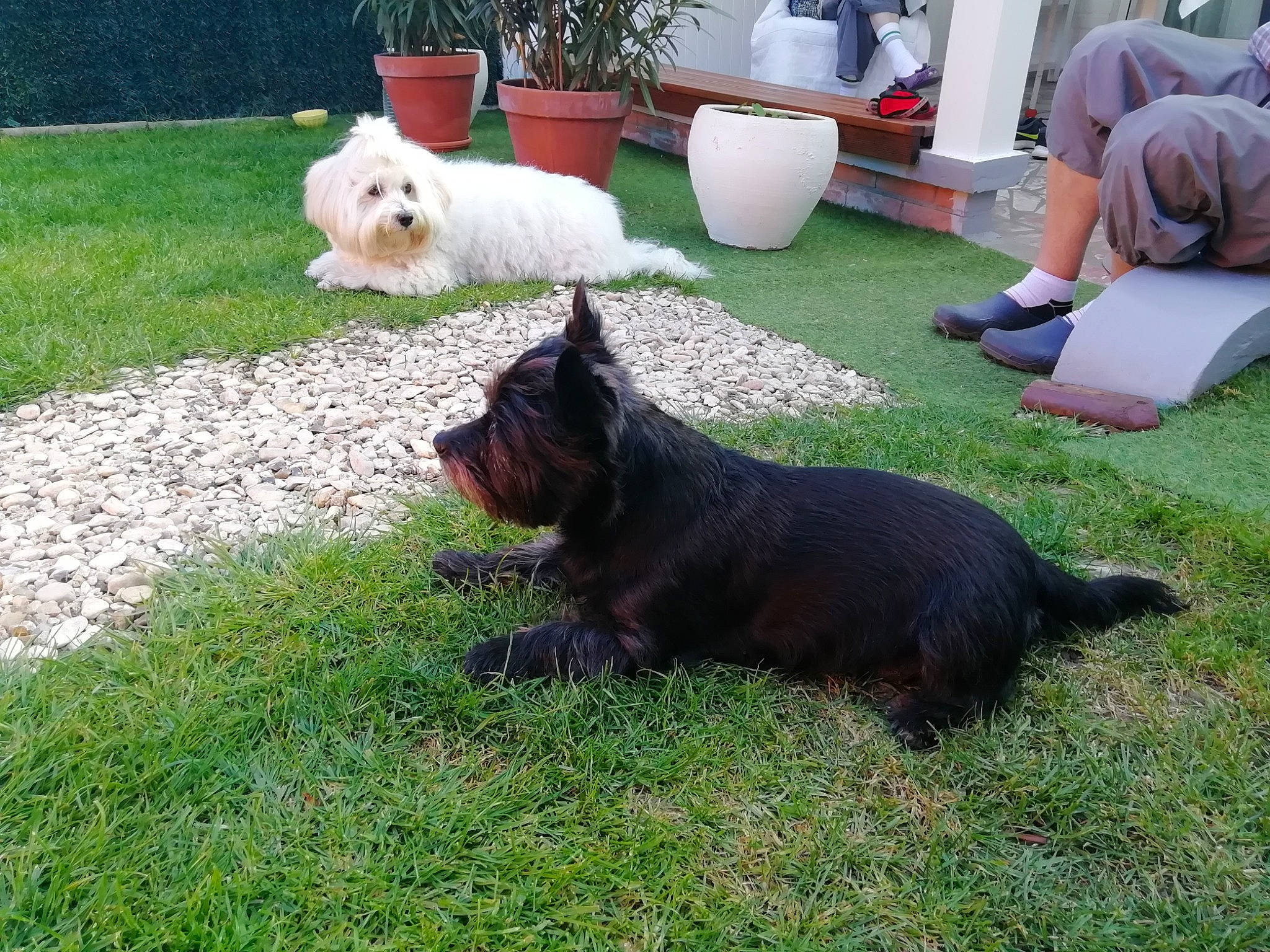 Chippie a rejoint le concours — aidez-le/la à gagner de superbes lots ! australian_terrier, cairn_terrier, canidae, carnivore, companion_dog, dog, dog_breed, grass, lawn, mammal, norwich_terrier, rare_breed_dog, scottish_terrier, small_terrier, sporting_group, tail, terrier, vertebrate, west_highland_white_terrier