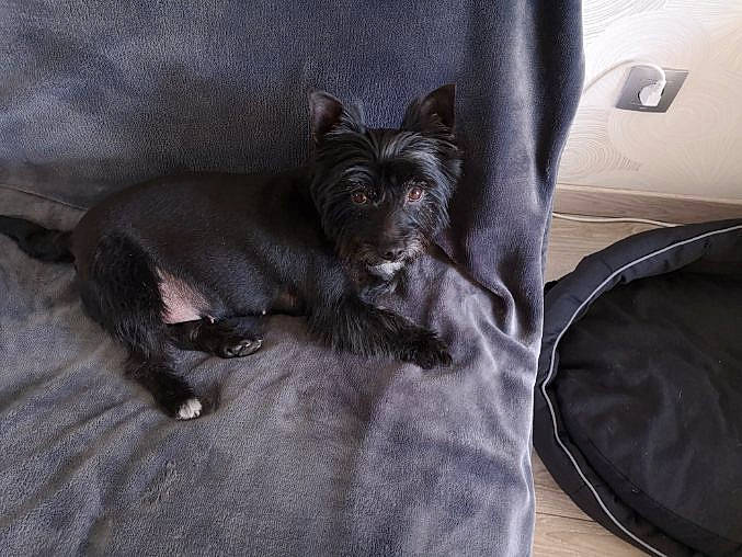 Chippie participe au concours pour gagner de l'argent avec cette photo : black_cat, canidae, carnivore, cat, dog, dog_breed, fawn, felidae, french_bulldog, guard_dog, mammal, non_sporting_group, puppy, snout, sporting_group