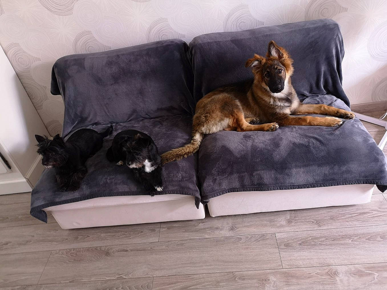 Chippie participe au concours pour gagner de l'argent avec cette photo : bed, bedding, canidae, carnivore, comfort, companion_dog, couch, dog, dog_bed, dog_breed, furniture, german_shepherd_dog, room, sofa_bed
