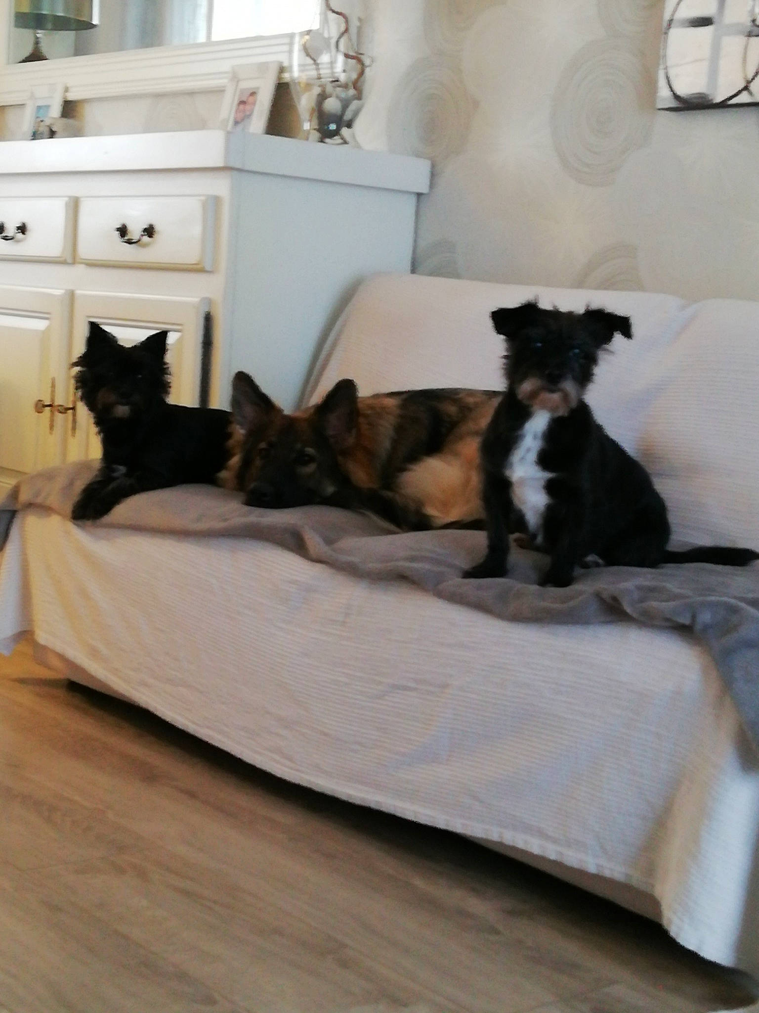 Chippie a rejoint le concours — aidez-le/la à gagner de superbes lots ! bed, bed_frame, bed_sheet, bedding, bedroom, canidae, carnivore, comfort, companion_dog, couch, dog, dog_breed, floor, furniture, interior_design, linens, mattress, room, studio_couch, table